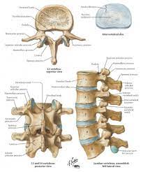 In fact, the spellings of the terms are also similar except. Lumbar Vertebrae Physiopedia