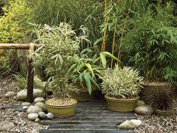 Pin By Ms Mel On Garden And Terrace Container Gardening Asian Garden Garden Projects