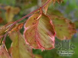 Great leaf color (variegated with purple/pink/green) not many around, showing great potential ornamental con: Fagus Sylvatica Purpurea Tricolor From Burncoose Nurseries