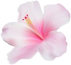 Pink Hibiscus Atlatszo Png Clip Art Hibiscus Drawing Hibiscus Flower Tattoos Cartoon Flowers