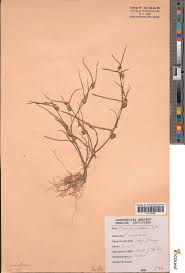 Image result for Commelina subulata