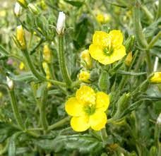 Check spelling or type a new query. Yellow Yellow Wildflowers Wild Flowers Spring Wildflowers