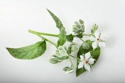 Image result for Crassocephalum vitellinum