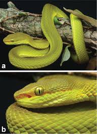 Common names for this pit viper include stejneger's pit viper, chinese pit viper, chinese green tree viper, bamboo viper, chinese bamboo pitviper, green bamboo green pit viper facts the green pit viper can camofloge with the froest. A New Species Of Green Pit Vipers Of The Genus Trimeresurus Lacepede 1804 Reptilia Serpentes Viperidae From Western Arunachal Pradesh India