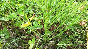 Image result for Pseudopodospermum hispanicum