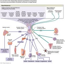 endocrine system diagram to label for kids endocrine