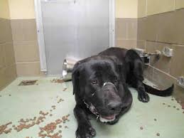 In The Most Horrible Shelter In America Jurupa Valley Animal Shelter In Riverside Ca They Have Not Even Cleaned His Face Th Animal Shelter Mastiff Mix Dogs