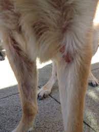 Dogs Suffering With Allergies K9 Cleancoats