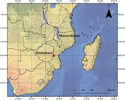 Image result for Olinia chimanimani