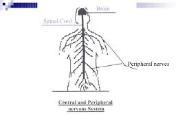 The image can be easily used for any free creative project. Human Nervous System