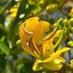 Image result for Senna petersiana