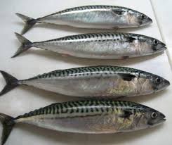 List Of The Most Commom Imported Fishes In Lagos Pictures Food Nigeria Mackerel Fish Fish Mackerel
