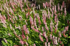 Image result for Eulophia obscura