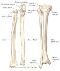 Left The Radius And The Ulna Bones Of The Forearm Right The Fibula And The Tibia Bones Of The Lower Leg Leg Bones Lower Leg Bones