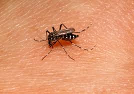 Lo segundo, esta invasión de mosquito es de los que se conocen como aedes albifasciatus, que tiene un promedio de vida de siete días. What Is The Tiger Mosquito Aedes Albopictus News From The Institut Pasteur