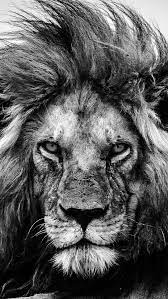 just the look itself it tells you lion photography black and white lion lion pictures
