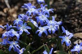 (1) mixed botanical crocus 100 bulbs/pack #83107. Earliest Bulbs For Spring Gardens