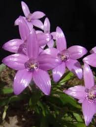 Image result for Elymandra