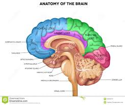 Image result for detailed illustration of human brain