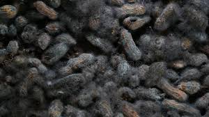Fungos secos preto (fatia) especificação do. Fungo Negro Em Casca De Amendoim Fungos Em Alimentos Imagem De Stock Imagem De Fungo Projeto 168339597