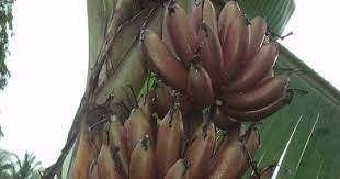 Tapi masih ada lagi jenis pisang lain di dunia. Pisang Merupakan Salah Satu Buah Buahan Yang Digemari Penduduk Malaysia Di Malaysia Sahaja Terdapat Lebih Dari Dua Puluh Jenis Pokok Pisang Plants Food