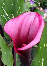 Pin On Garden Club