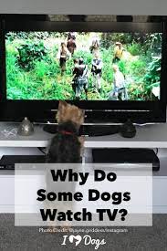 Why Do Some Dogs Watch Tv Dog Psychology Watch Dogs Dog Boarding Near Me
