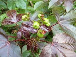 Image result for Jatropha gossypiifolia