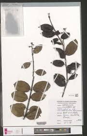Image result for Ancylobothrys scandens