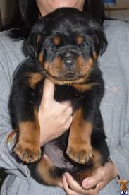 Rottweiler Yavru Rottweiler Yavrulari Sevimli Hayvan Yavrulari Rottweiler