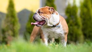 Drowning is a real risk for english bulldogs so to keep your dog safe always put an english bulldog life jacket on them, and supervise them around water. Bulldog All About Dogs
