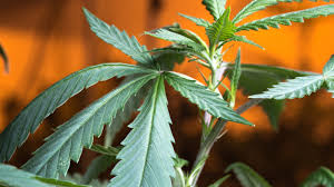 How to grow cannabis indoors on a budget. How To Grow Weed Indoors Without Grow Lights Weedmaps