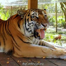 Big cat rescue is one of the largest accredited sanctuaries in the world dedicated to providing a permanent home for abused and abandoned big cats. Policies Big Cat Rescue