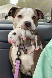 When rescuers first saw her, they could hardly believe the strength still flickering in her eyes. This pitbull mama had endured the unthinkable—abuse, starvation, even being thrown from a moving car. Her