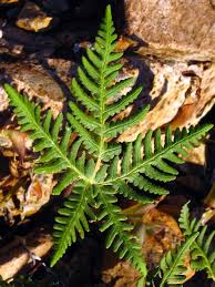 Image result for Pityrogramma aurantiaca