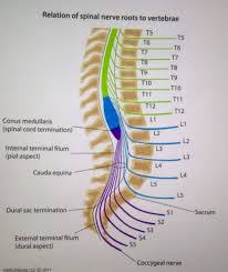 Pin On Human Anatomy And Physiology