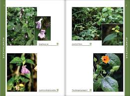 Image result for Isoglossa gregorii