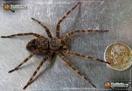 Fishing Spider