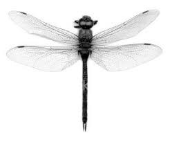Black And Purple Dragonfly Stock Photo Dragonfly Photos Dragonfly Stock Images Free
