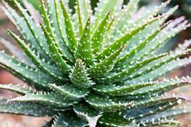 It is covered with pale green, slightly reddish tinged leaves. How To Grow A Minnie Belle Plant Learn About Aloe Minnie Belle Plants