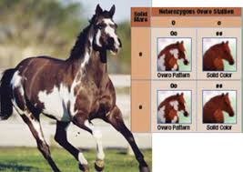 Breeding Horses For Color Expert Advice On Horse Care And