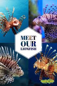 The Pterois Or Lionfish Are A Beautiful And Very Dangerous Fish Found In The Atlantic Ocean Caribbean Sea And Lion Fish Aquatic Animals Dangerous Fish