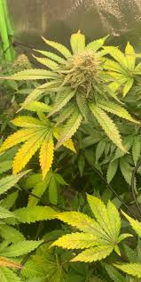 Leaf septoria on marijuana plants leaf septoria (also known as yellow leaf spot) produces yellow spots on the leaves of your cannabis plants. Noob Here Leaves Are Turning Yellow With Brown Spots Kinda Worried But This Is Kinda Late In Flower Autoflowers