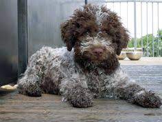 Since the 19th century it has been specifically bred to hunt the underground tuber known as the truffle. 93 Lagotto Ideen Hunde Spanischer Wasserhund Hunderassen