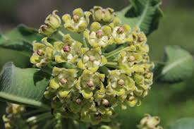 Image result for Tricliceras mossambicense