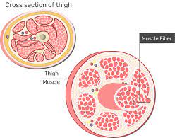 Skeletal Muscle Fiber Location And Arrangement