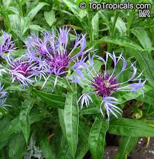 Image result for Centaurea praecox