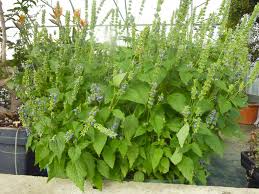 Image result for Salvia hispanica