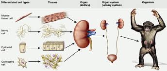 Organs with similar function then create an organ system e.g. Cells Tissues And Organs Dr Randall Science