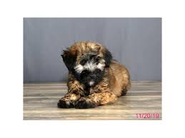 We gather all ads from hundreds of classified sites for you! Soft Coated Wheaten Terrier Dog Male Wheaten 2539078 Petland Carmel In